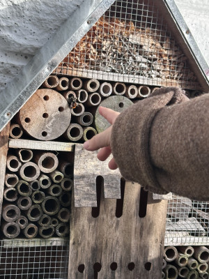 Insekten beobachten